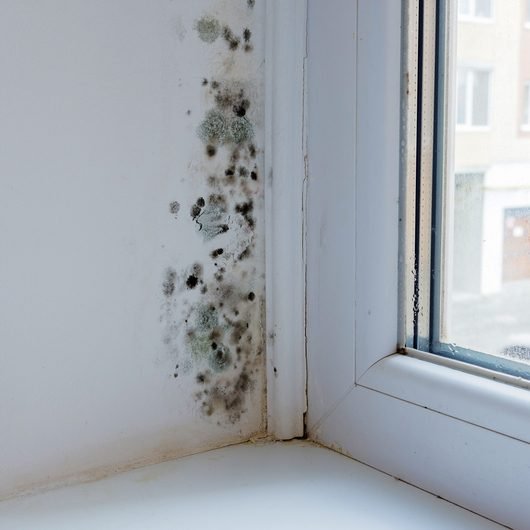 Mold